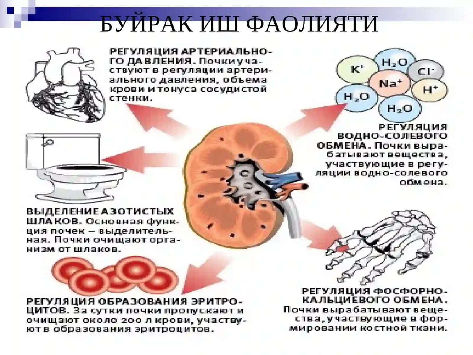Уткир ва сурункали гломерулонефрит 3