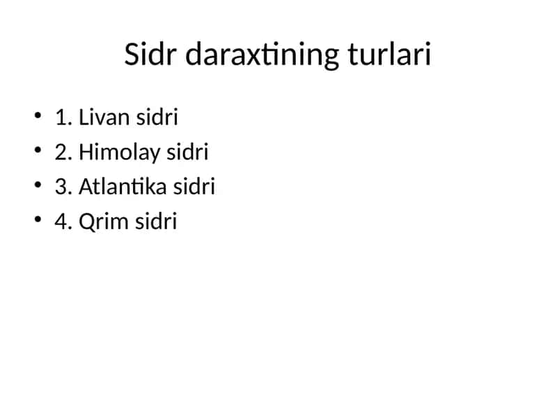 Sidr daraxti 3