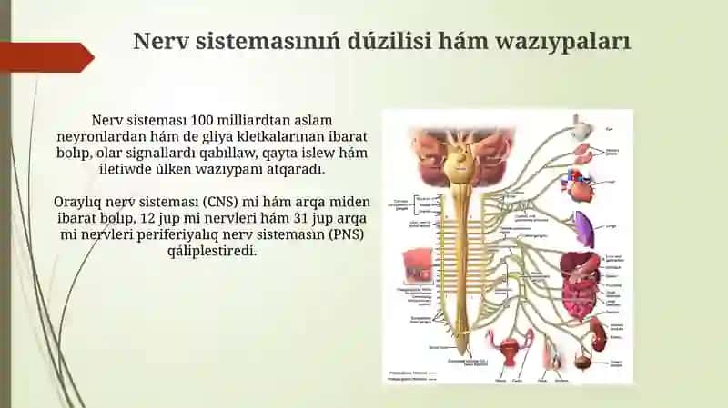 Nerv sistemasının' du'zilisi 3