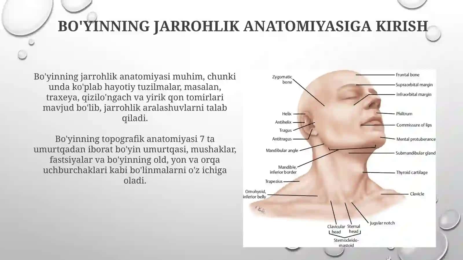 Bo'yin soxasining jarrohlik anatomiyasi: soxalarga bo linishi, qavatma-qavat topografiyasi 3