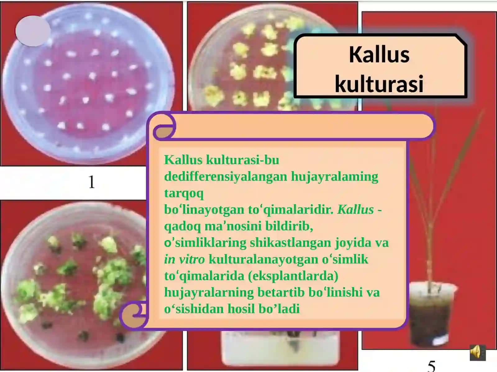 Kallus Kulturasi 3