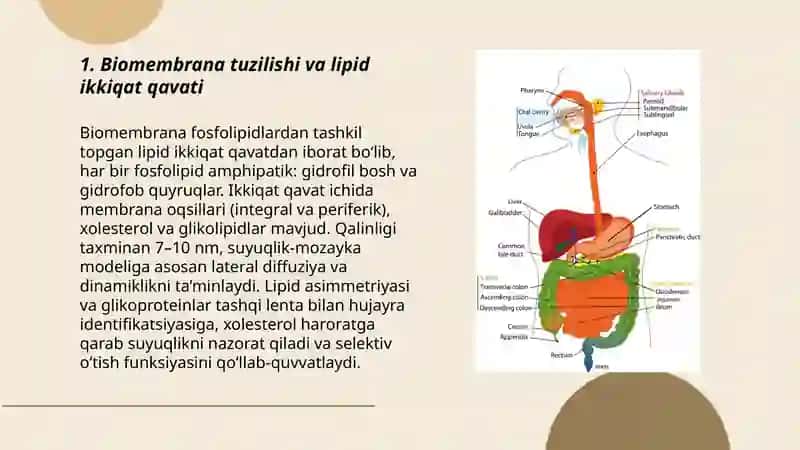 Biomembranalar 3