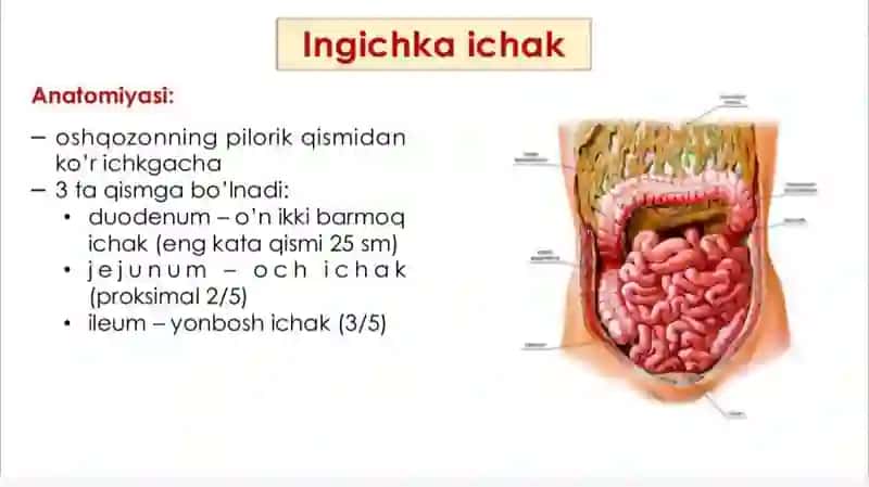 Ingichka va yo’g’on ichakda ovqat hazm bo’lishi 3