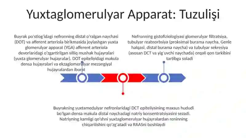 Buyrakning yukstaglomerulyar apparati.Nefronning gistafiziologiyasi 3