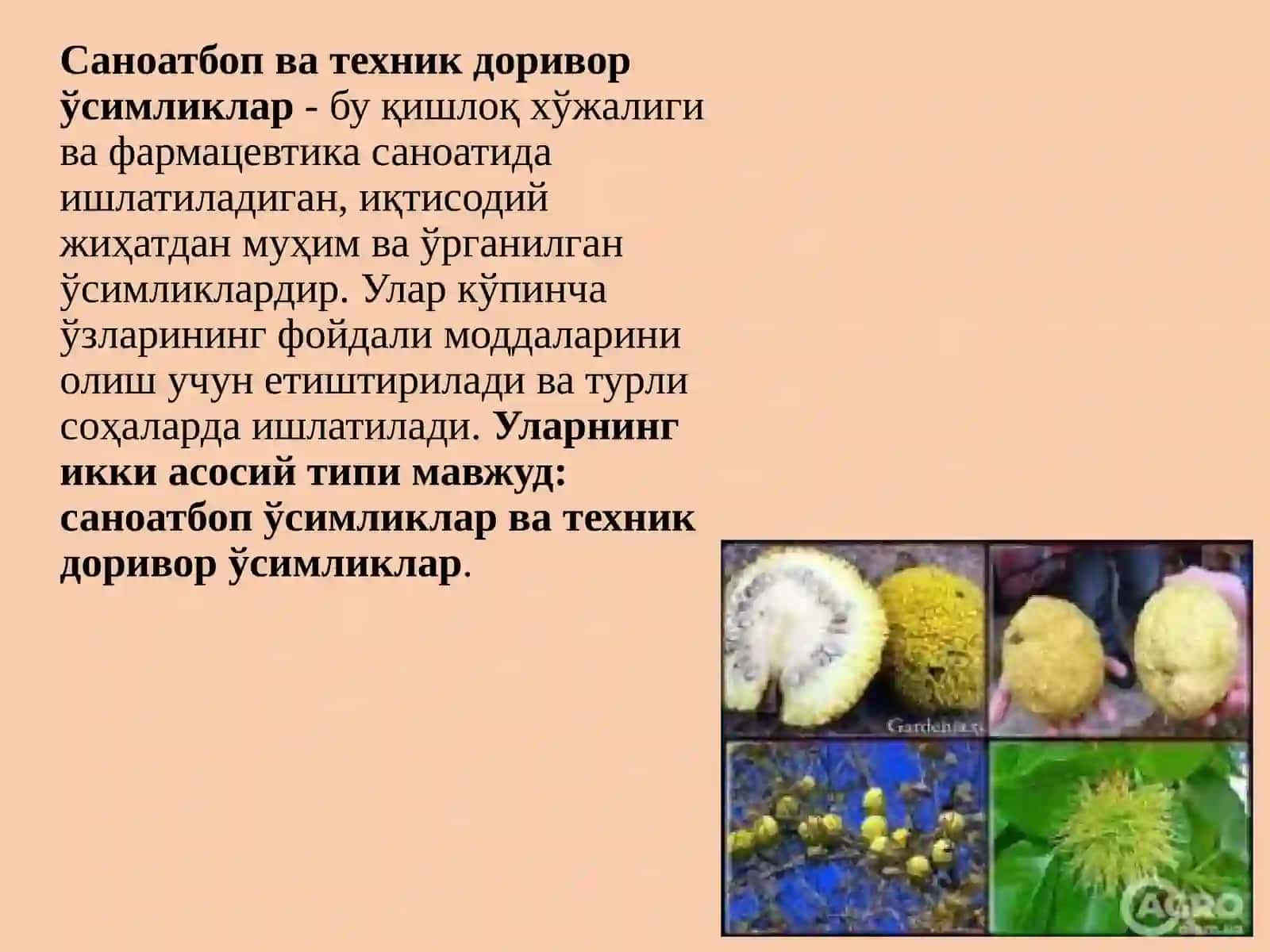 Саноатбоп ва техник доривор ўсимликлар 3