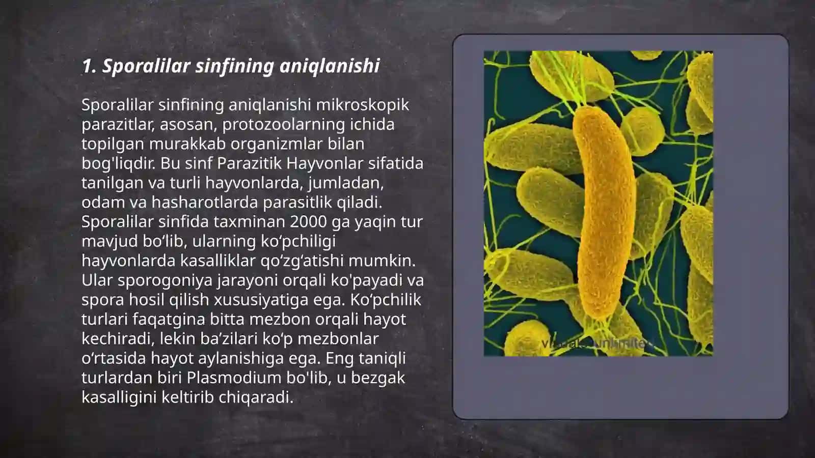 Sporalilar sinfi, koksidiyalar turkumi 3