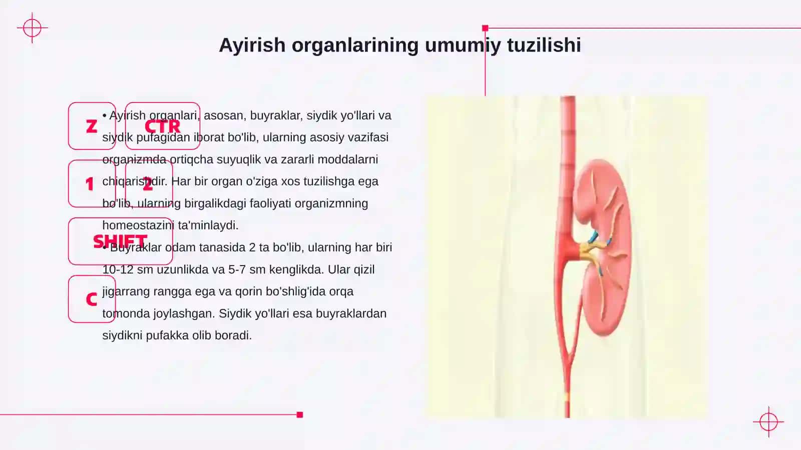 Ayirish organlarining tuzilishi. Buyrakning tuzilishi 3