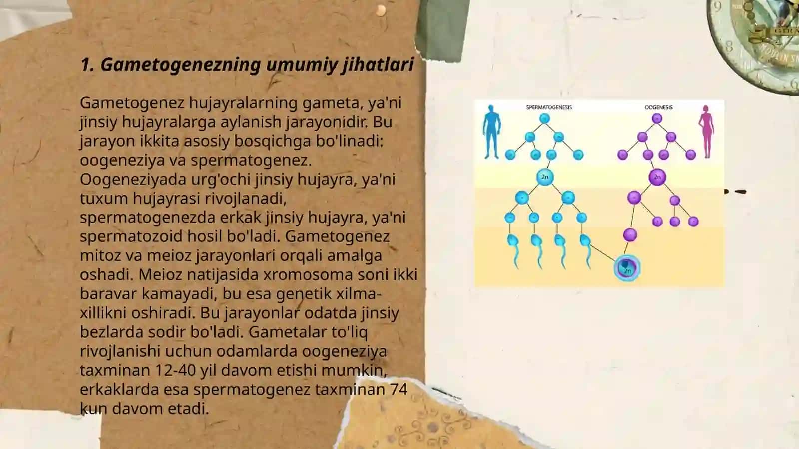 Jinsiy hujayralarning rivojlanishi. Gametogenez 3