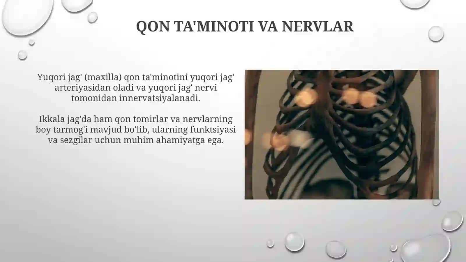 Yuqorivapastkijag'laranatomiyasi 3