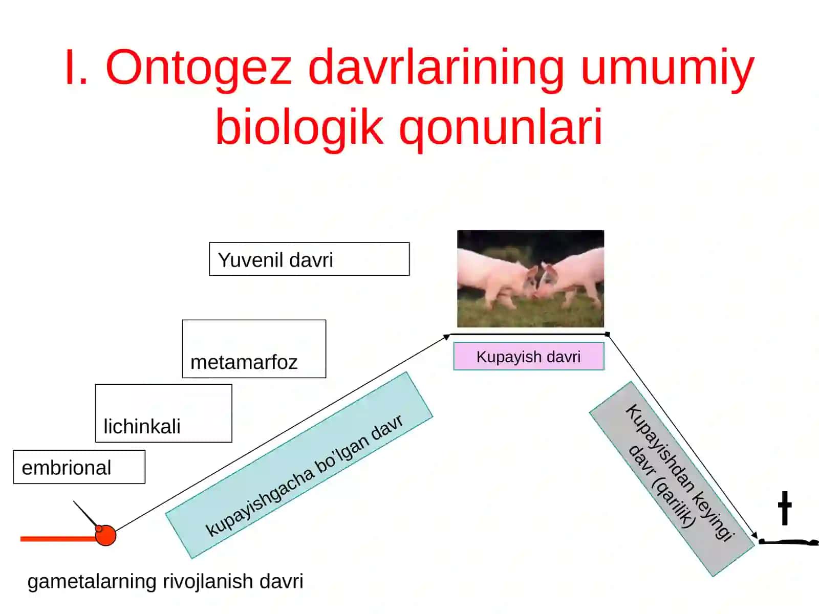 Individual rivojlanishning umumiy qonuniyatlari 3