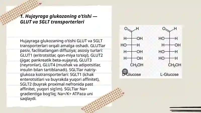 Hujayrada glukozaning hazm bõlishi 3