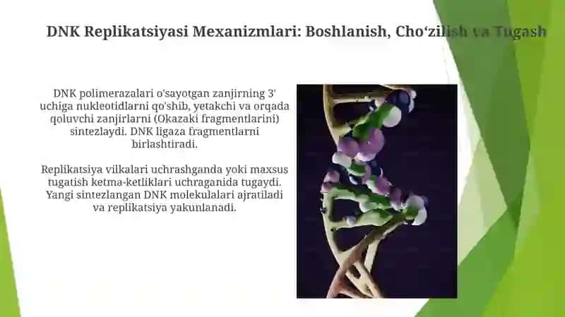 DNK Replikatsiyasi Mexanizmlari 3