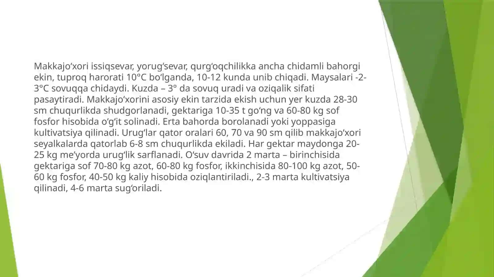Makkajo’xori–sug’oriladigansharoitdadonuchunyetishtirish 3