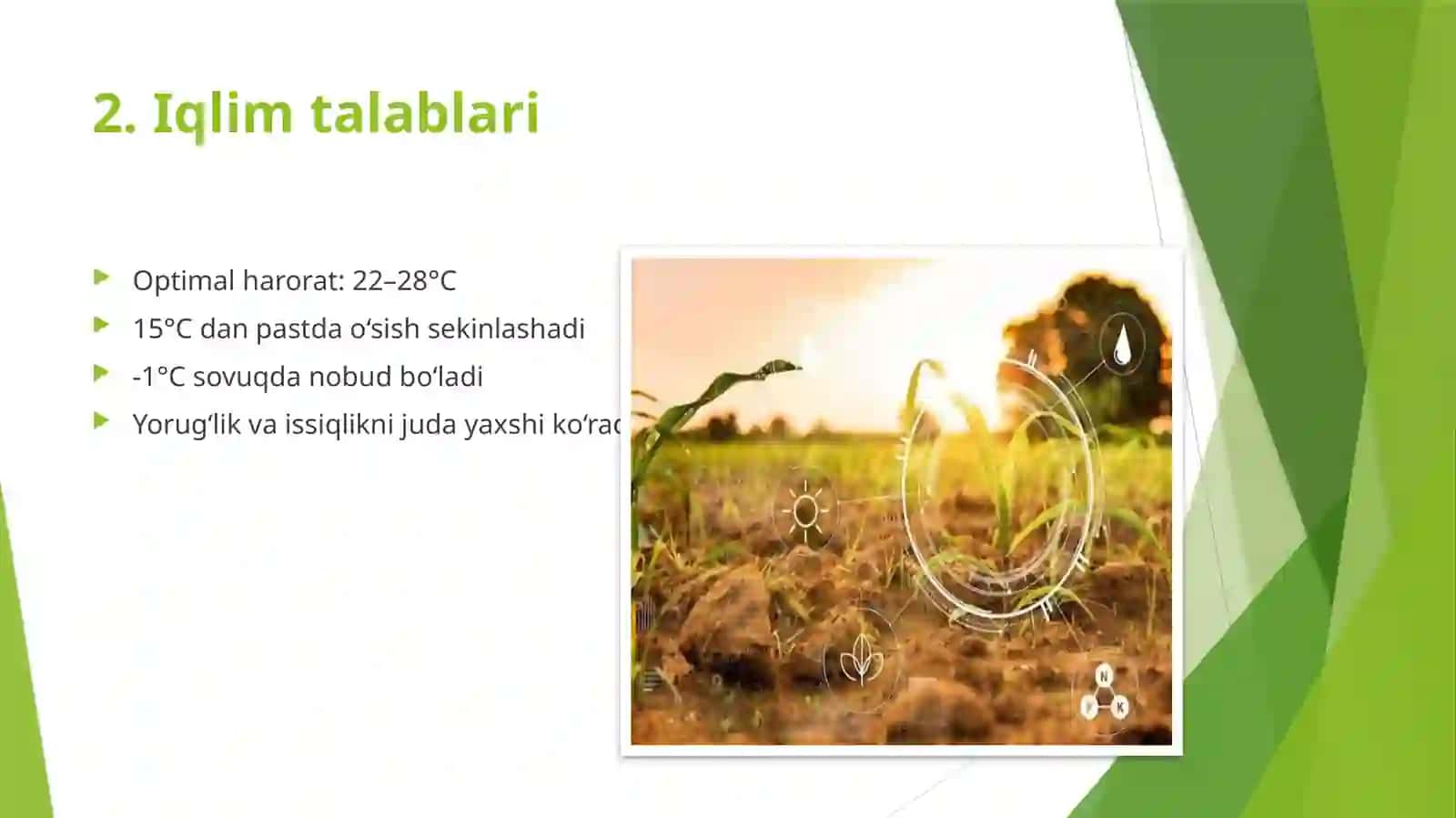 Bulg`or qalampir yetishtirish texnologiyasi 3