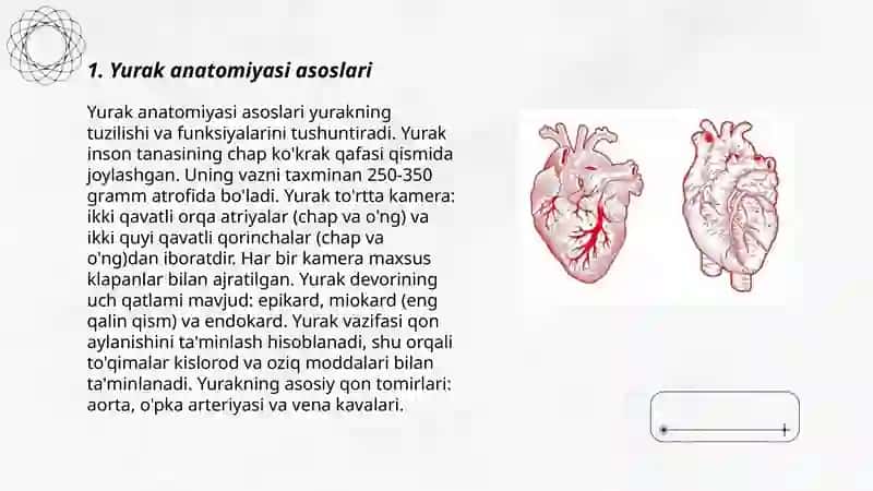 Yurak anatomiyasi va fiziologiyasi. Yurak qon tomirlari 3