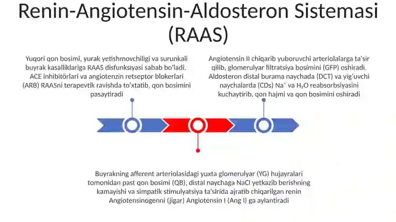 Buyrakning yukstaglomerulyar apparati sitifiziologiyasi 3