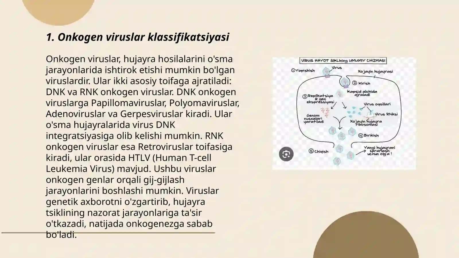Onkogen viruslarning klassifikatsiyasi 3