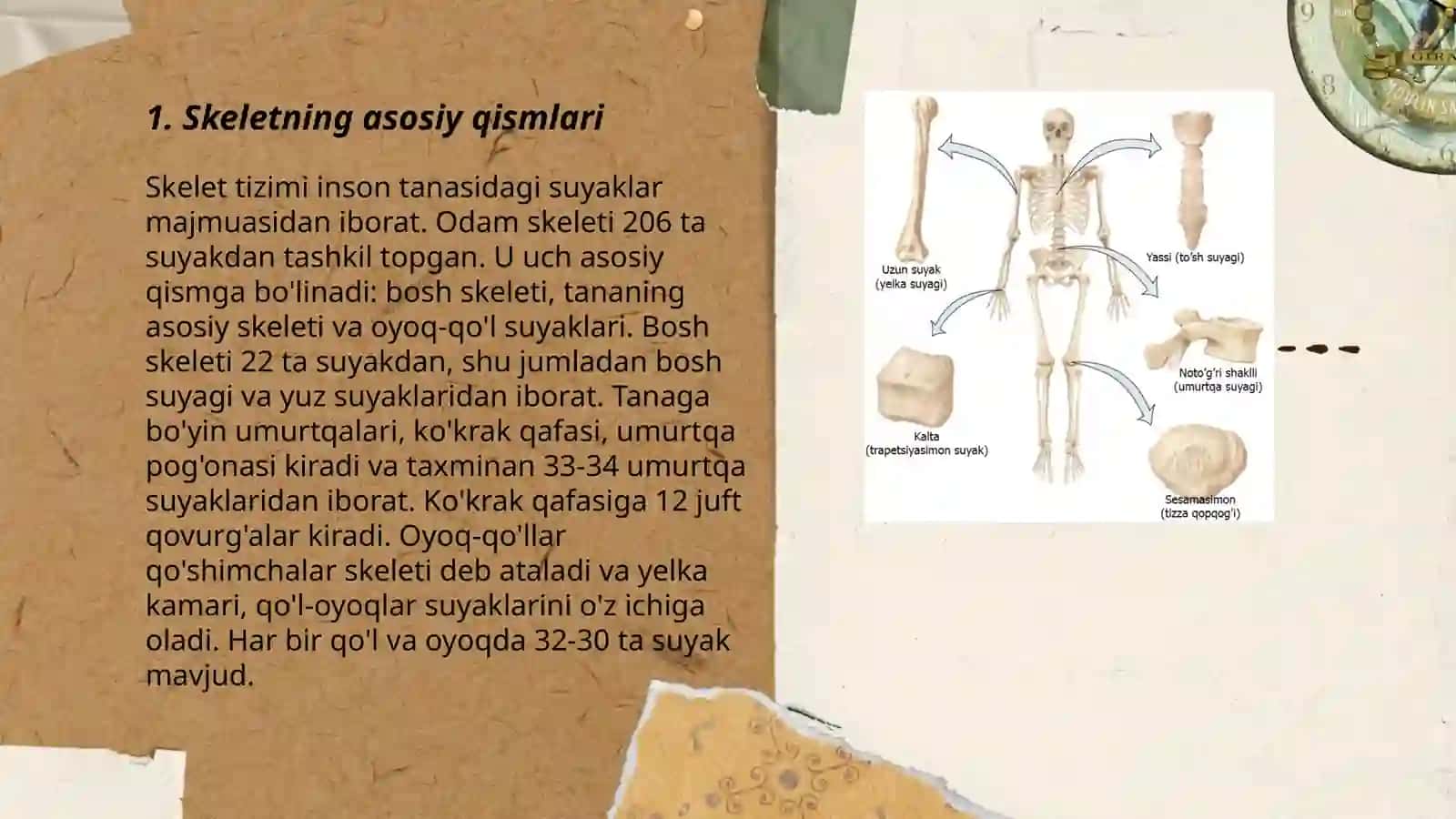 Odam skeletining tuzilishi 3