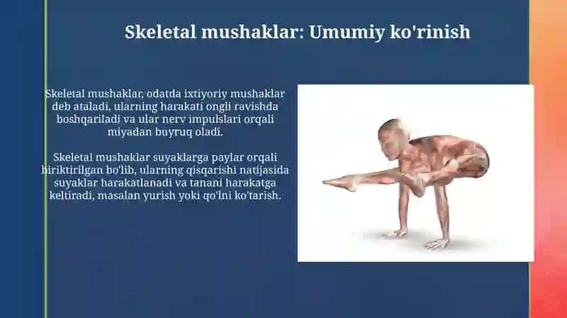 Skeletal mushaklar: Umumiy ko'rinish 3