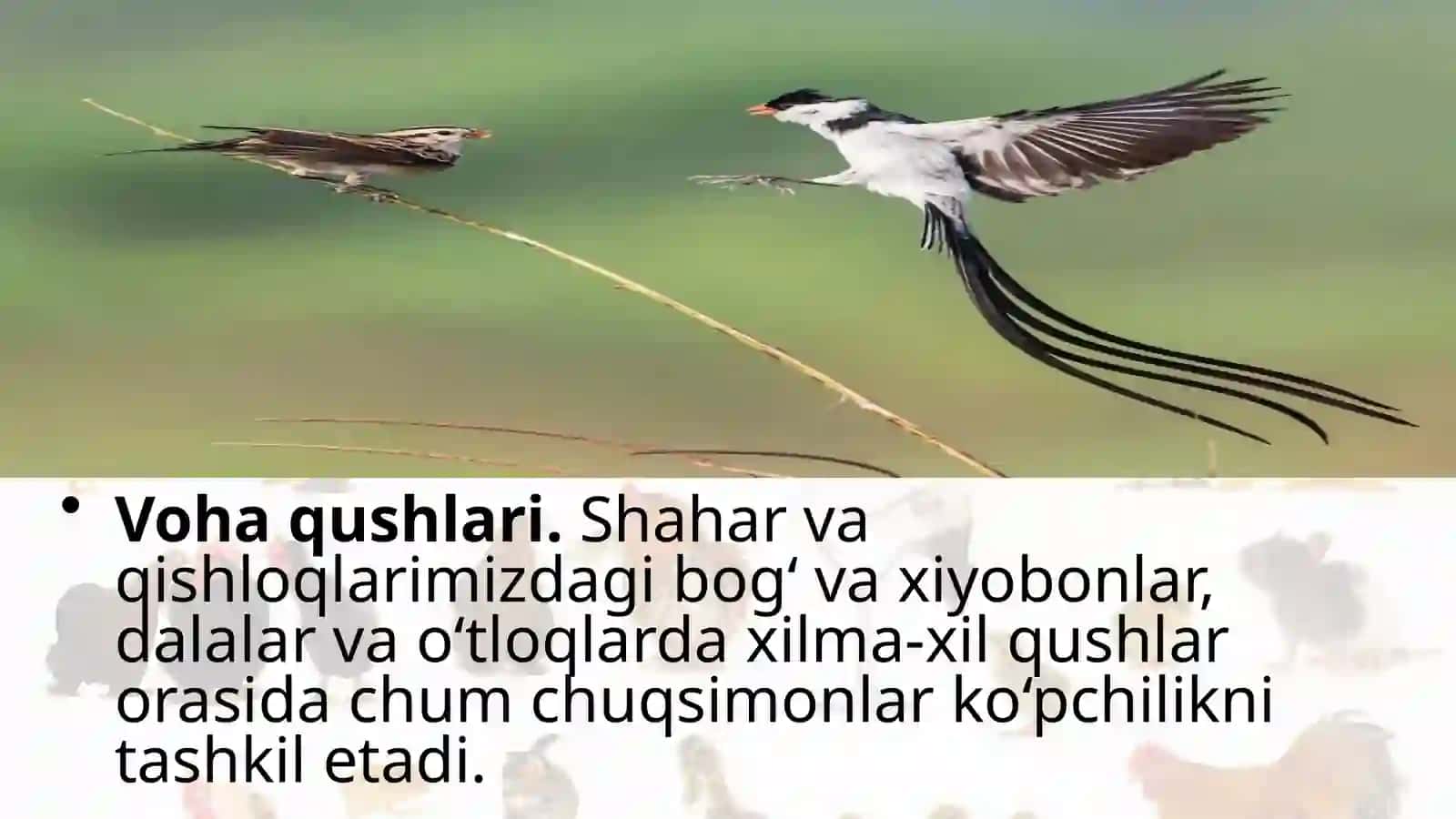 7-sinf Zoologiya 'Qushlarning xilma-xilligi voha va cho'l qushlari' ko'rgazma 3