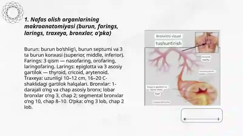 Nafas olish a'zolarining anatomofiziologik xususiyatlari 3