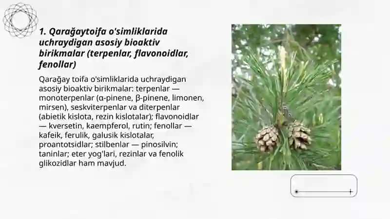 Qarağaytoifa òsimliklarning dorivorlik xususiyatlarini bilan tanishish va tahlil qilish 3