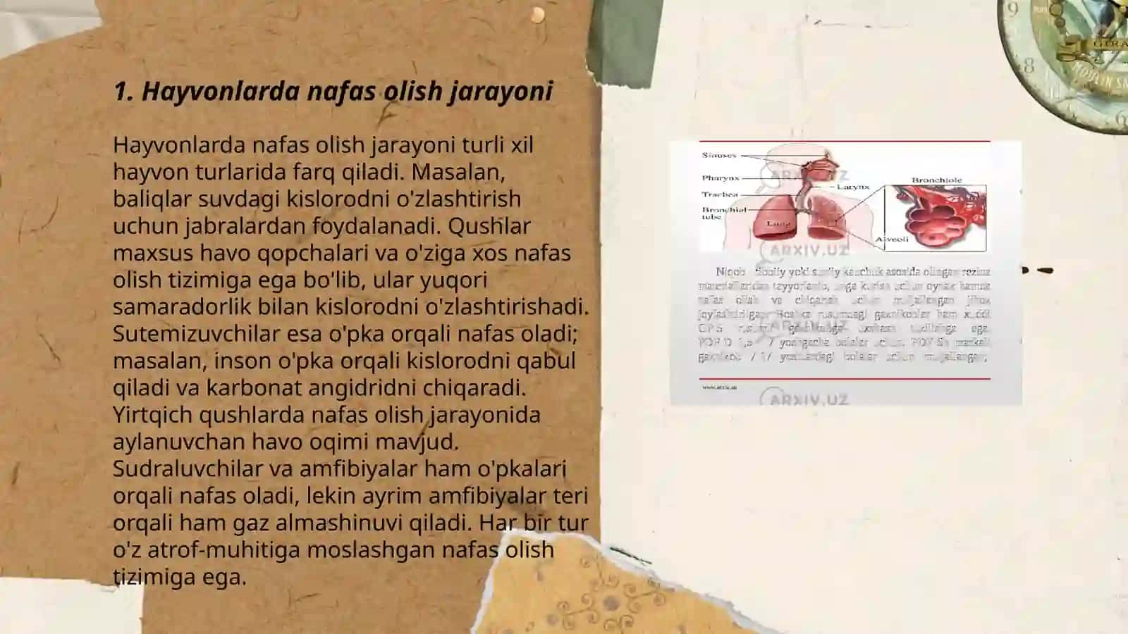 Hayvonlarda Nafas tizimi a'zolarini tekshirish 3