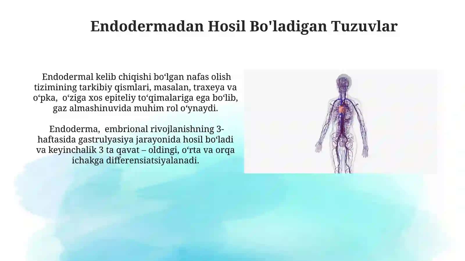 Azolar sistemasi ontofilogenezi: teri, skelet, nerv sistemasi, qon aylanish 3