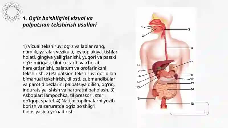 Hazm tizimining faoliyatini oʻrganish usullari ogʻiz boʻshligʻi va meʼdada ovqat hazm qilish 3