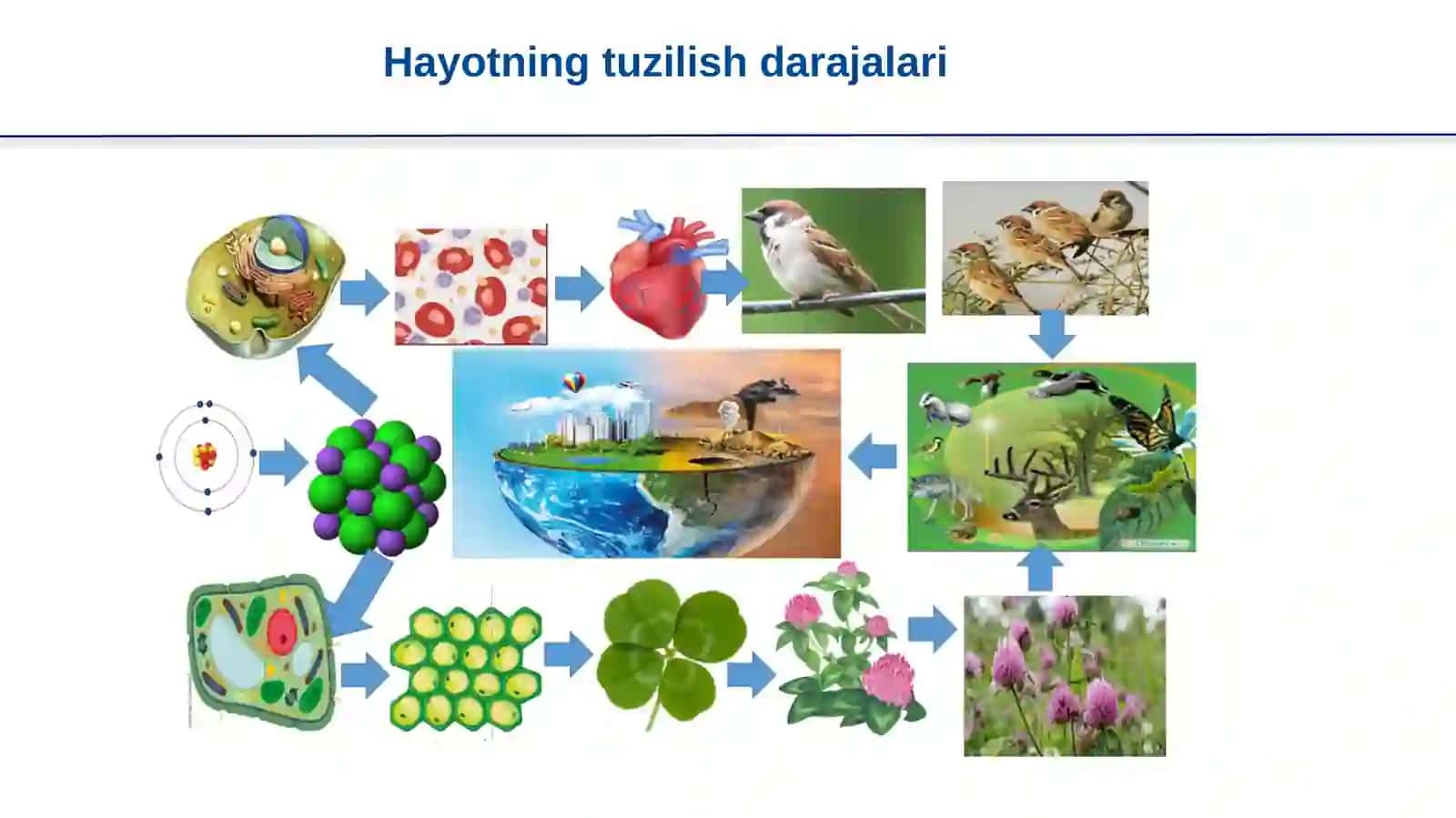 Biologiya: HAYOTNING TUZILISH DARAJALARINI MODELLASHTIRISH 3