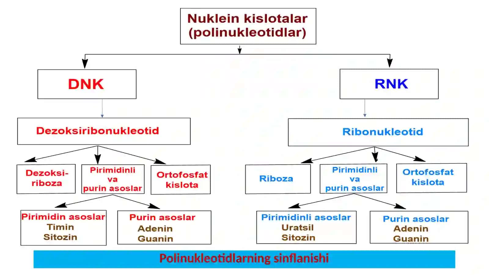 Nuklein kislotalarning sinflanishi, tuzilishi va xossalari 3