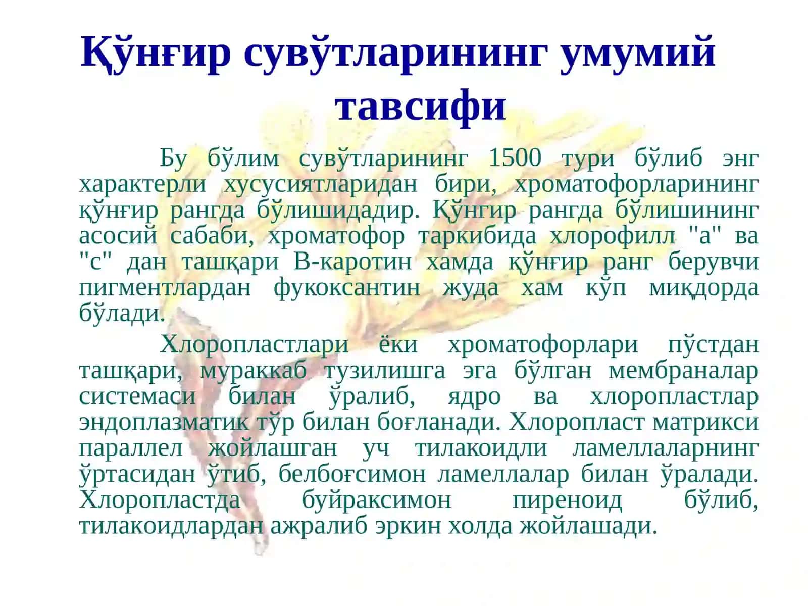 Қўнғир сувўтлари бўлими-Phaeophyta 3