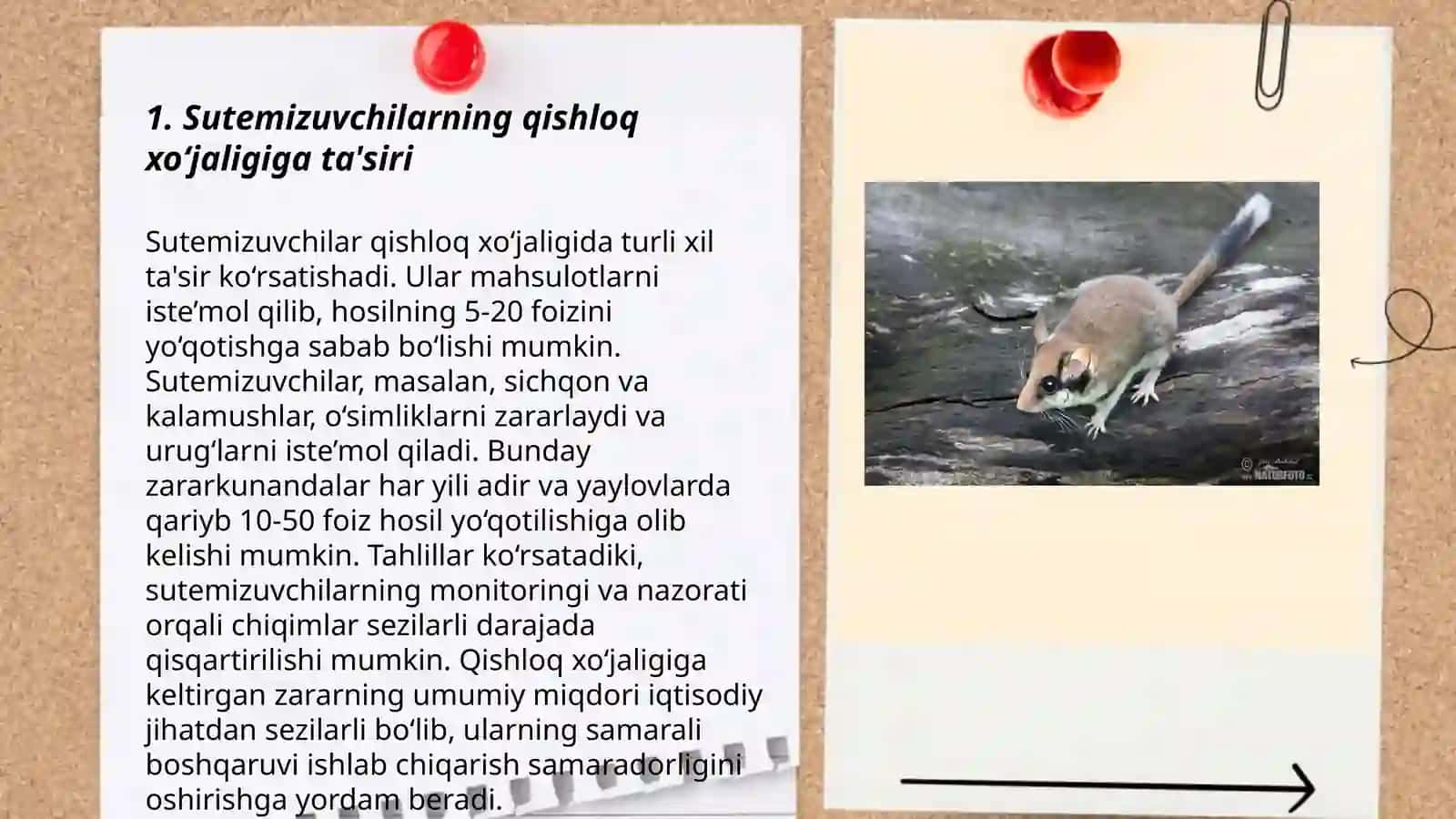 Sutemizuvchilar keltiradigan zararlar 3