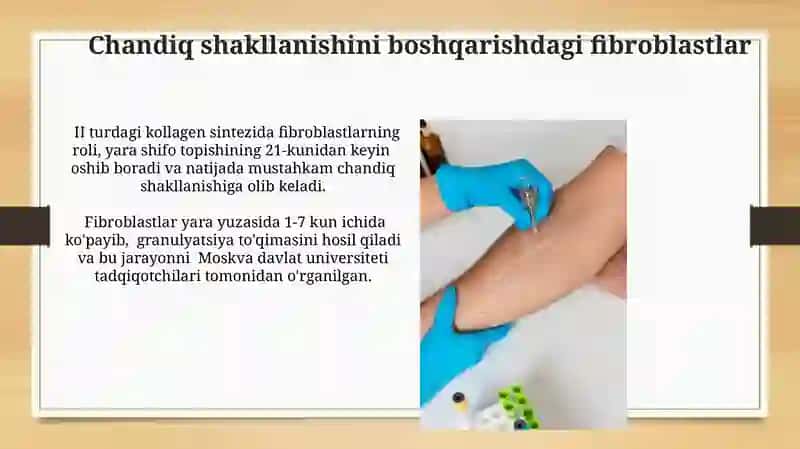 Fibroblastlarning jarohatning bitishi va chandiq xosil bo'lishidagi roli 3
