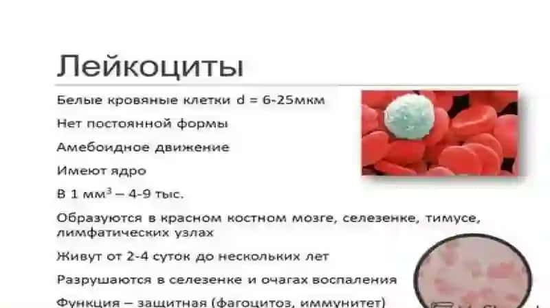 лимфоциты 3