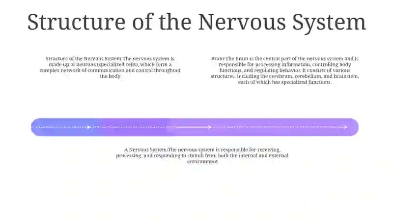 Brain And A Nervous System 3