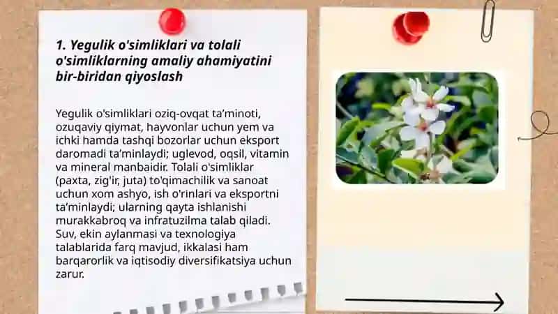 Madaniy o'simliklarni amaliy ahamiyatini bir-biridan qiyoslash 3