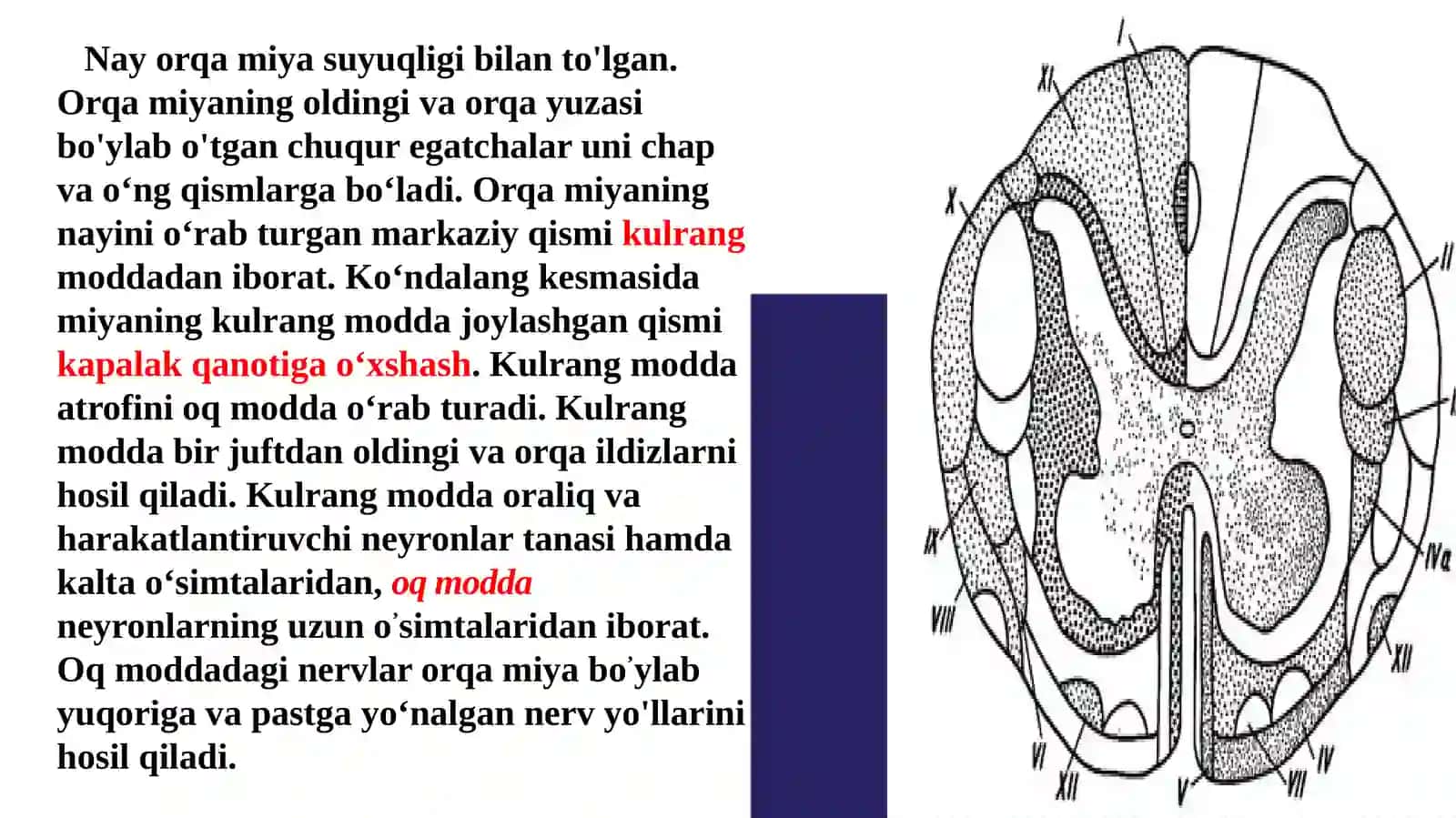 Orqamiyaning tuzilishi va funksiyasi 3