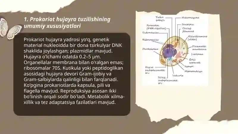 Prokariot hujayralari.Bakteriyalar 3