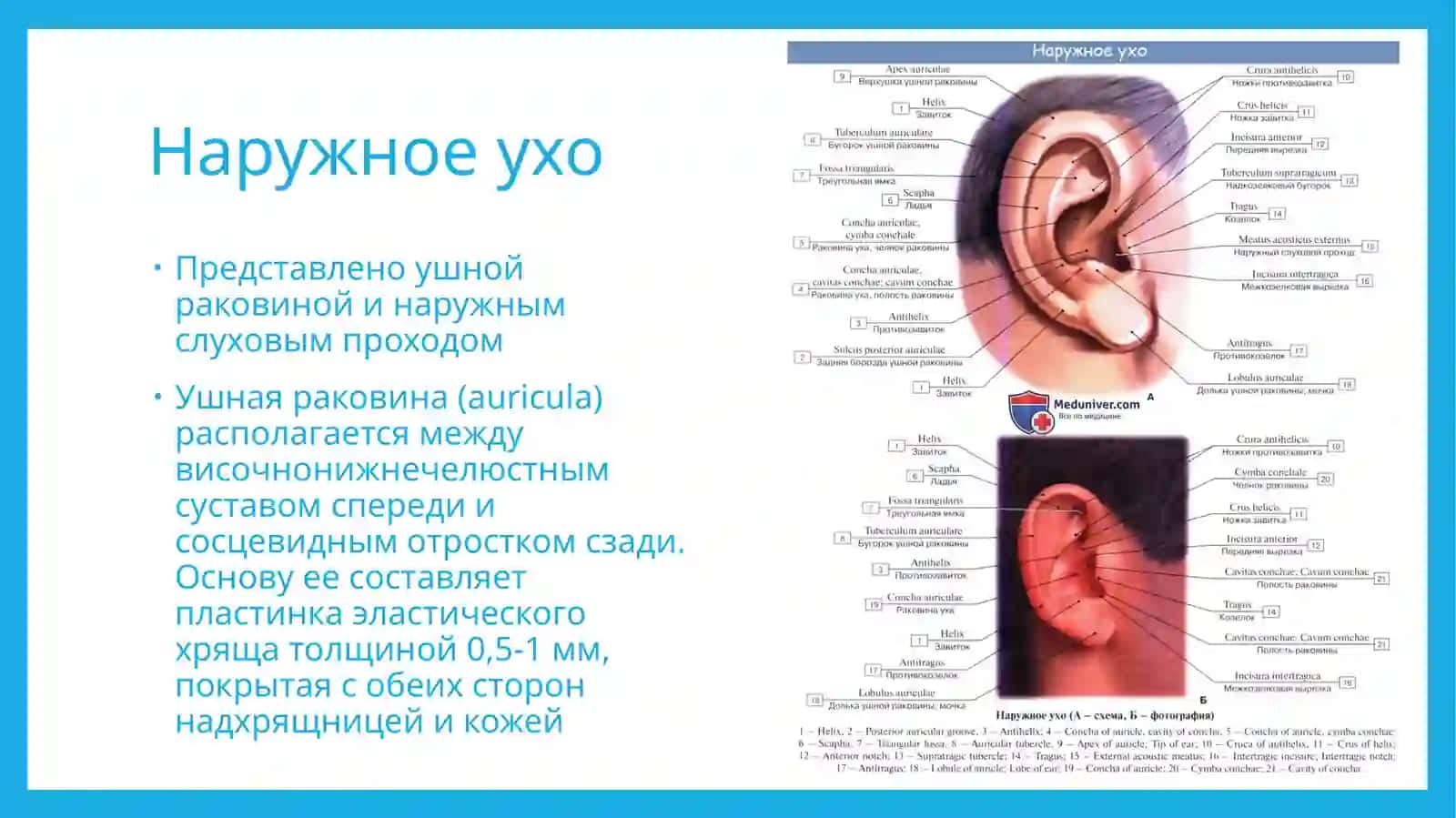 Анатомия уха 3