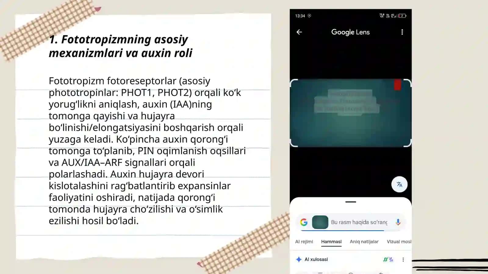 Oʻsimliklardagi fototropizm, Fotonosteya va geotropizm hodisalarini kuzatish 3