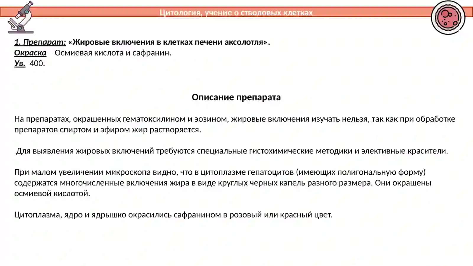 Жировые включения в клетках печени аксолотля 3