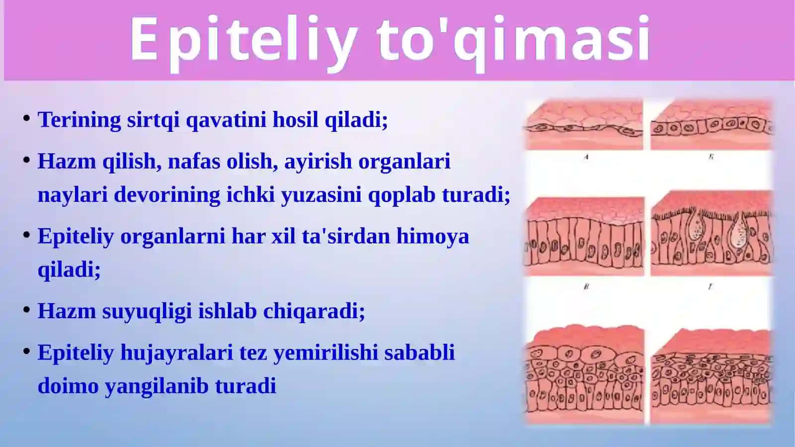 Epiteliy to'qima 3
