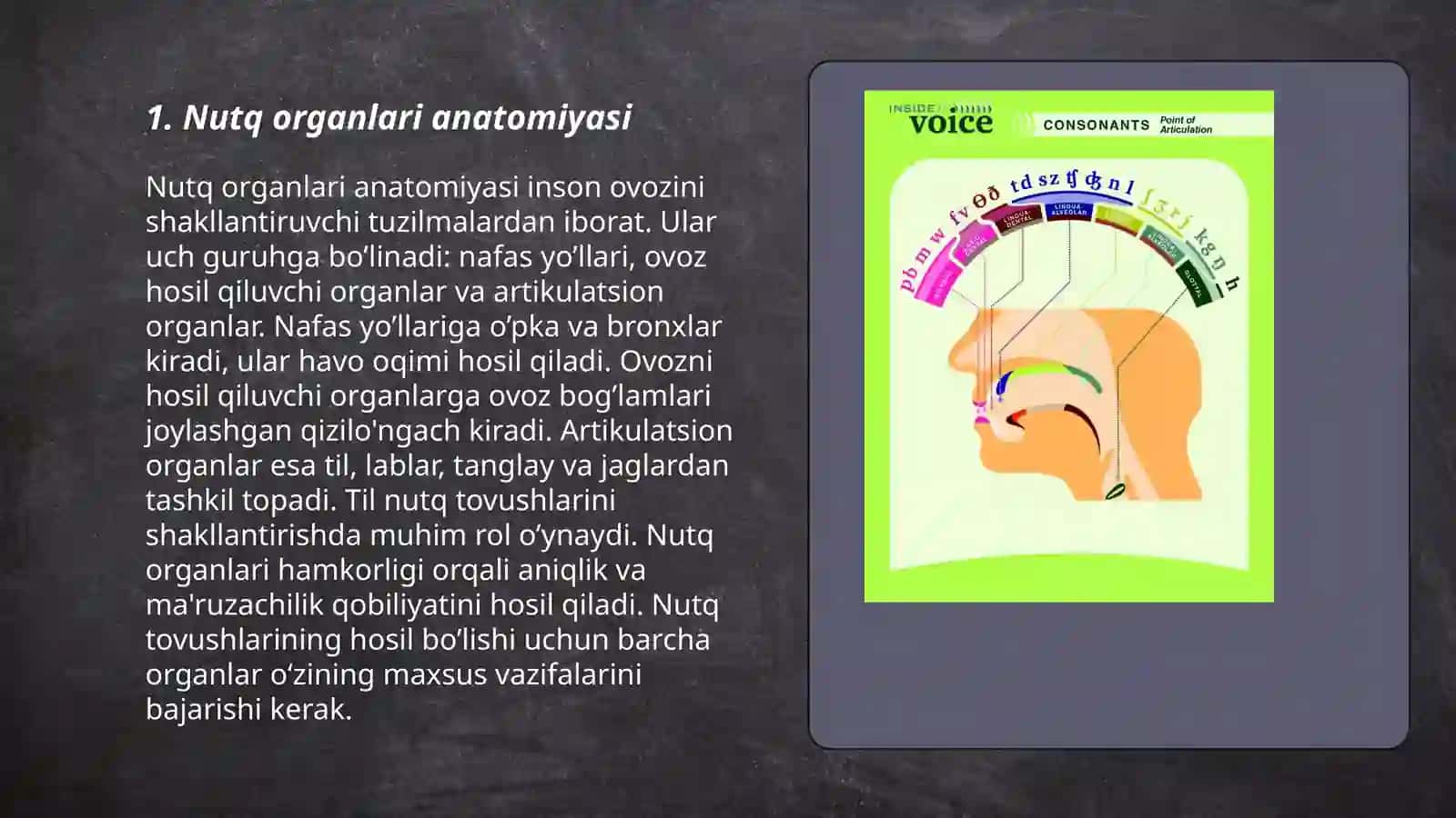 Nutq organlari anatomiyasi 3