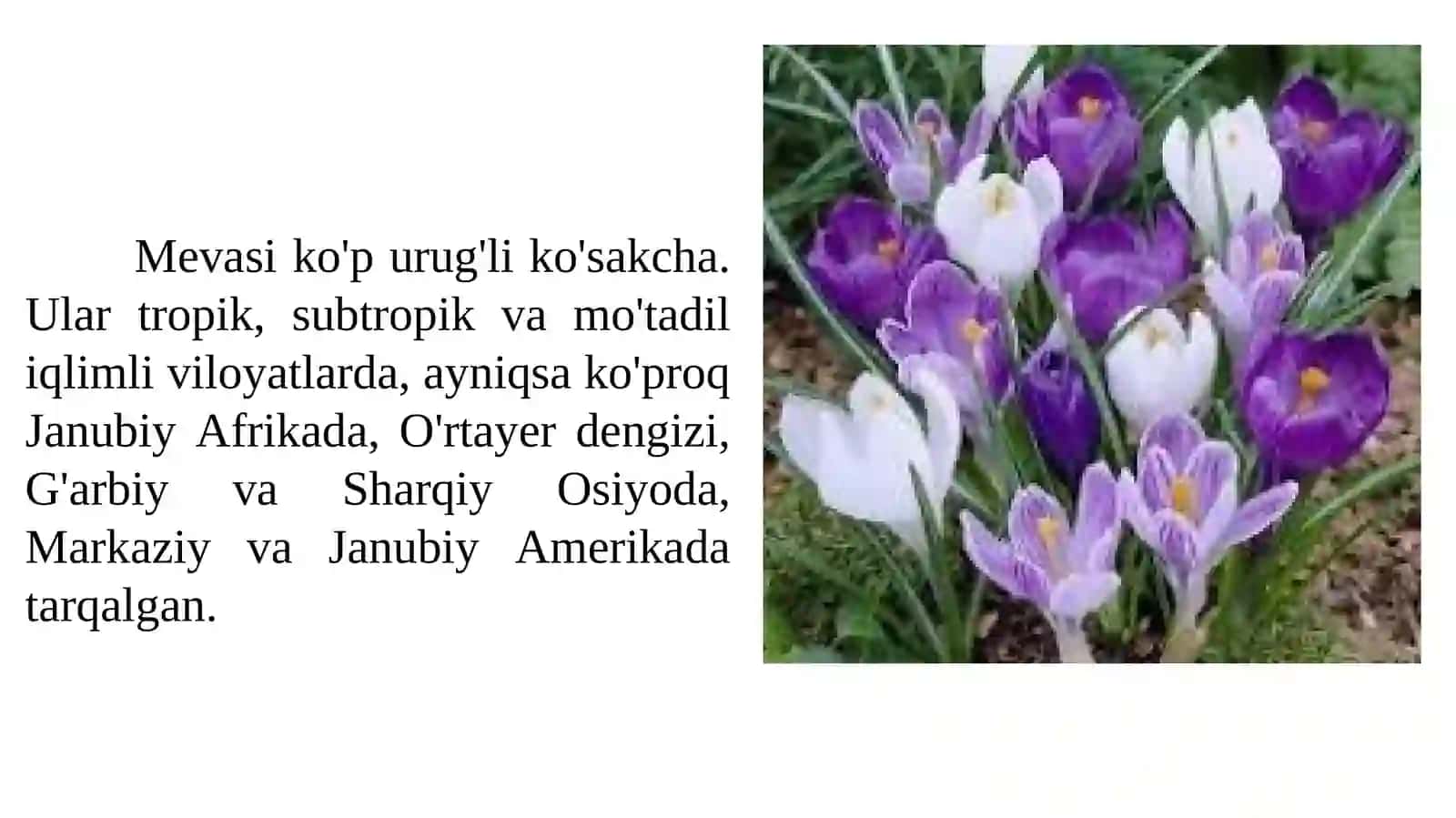 Sapsardoshlar oilasi —Iridaceae 3