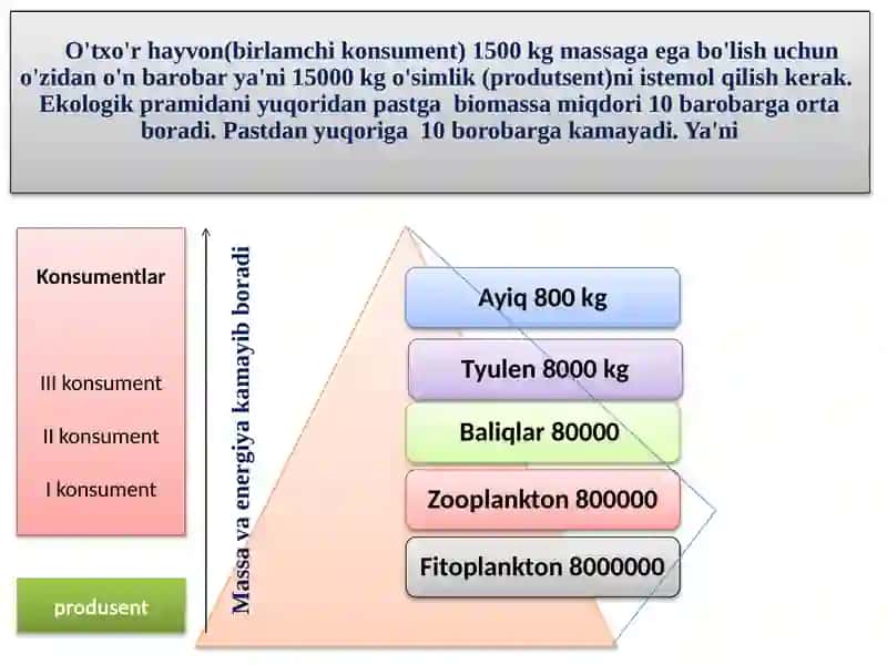 Ekologik  piramidaga oid masalalar yechish 3