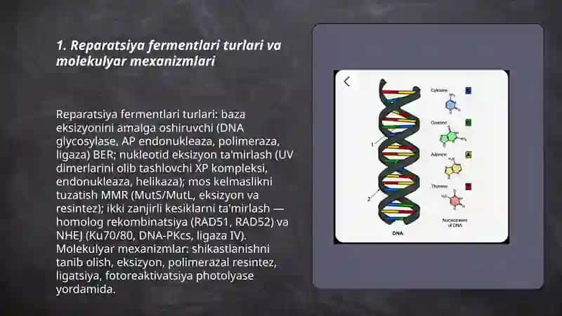 Reparatsiya fermentlari faoliyatining xilma-xilligi 3