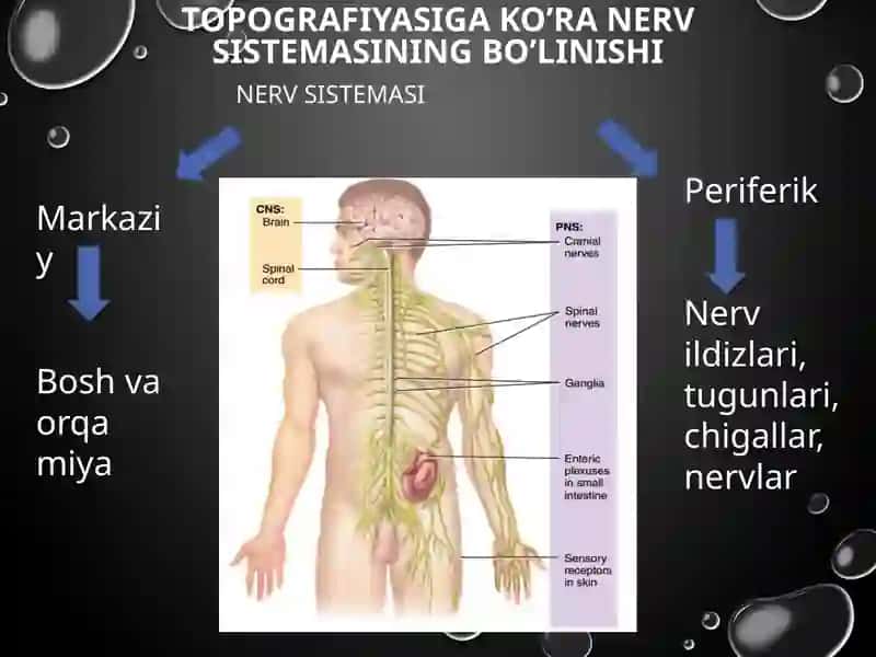 ORQA MIYANING REFLEKTOR VA O’TKAZUVCHI YO’L FAOLIYATI, TEKSHIRISH USULLARI 3