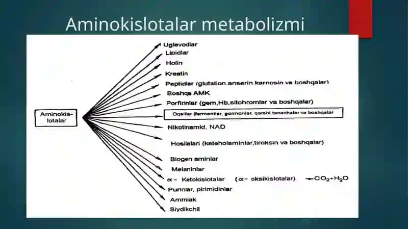 Aminokislotalar almashinuvining umumiy yo'llari 3