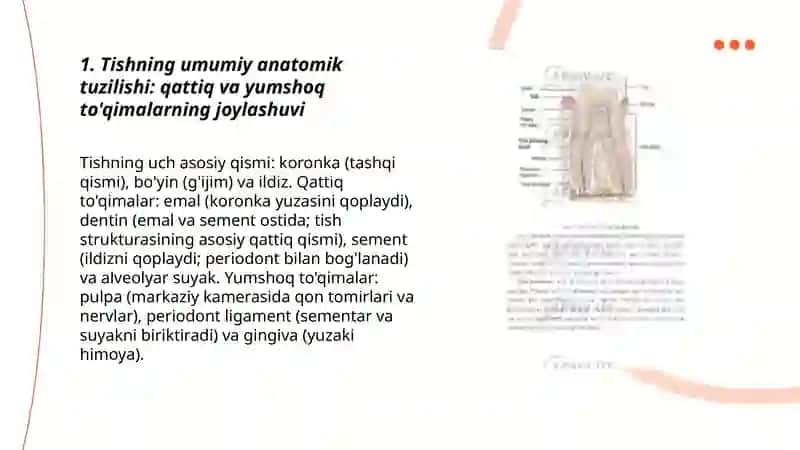Tishning umumiy anatomik tuzilishi 3